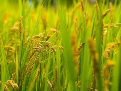 paddy harvest