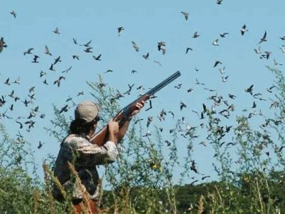 پنجاب میں آبی پرندوں کے شکار کا سیزن شروع ہو گیا
