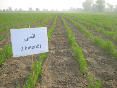 السی کی کاشت