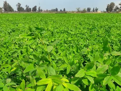 برسیم کی رائی گراس یا جئی کےساتھ مخلوط کاشت کی صورت میں 15 سے 20کلو فی ایکڑ معیاری بیج استعمال کیاجائے، محکمہ زراعت کی ہدایت