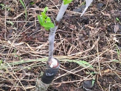 jujube grafting