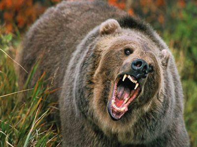bear-attack-2