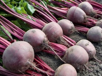 beetroot