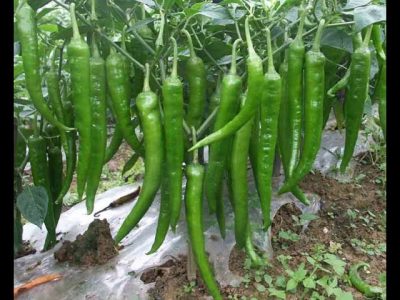 فیصل آباد،کاشتکاروں کو مرچ کی پنیری جنوری میں کھیتوں میں منتقل کرنے کی ہدایت