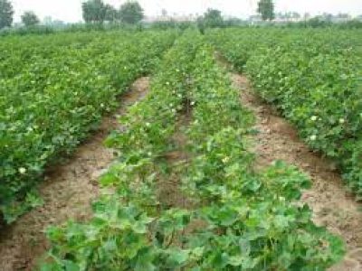 Cotton