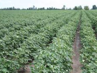 cultivation of cotton