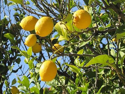 cyprus-lemon-yellow-agriculture-lemon-tree-1185143
