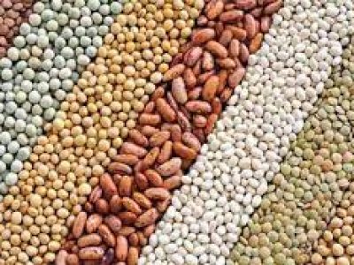 dal
