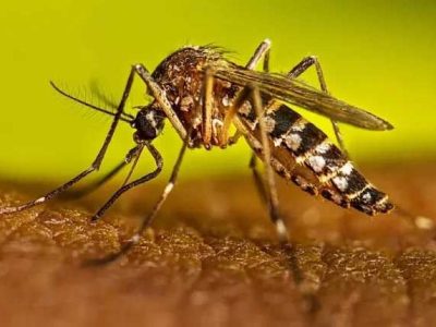 ڈینگی کے 54 مصدقہ کیسز