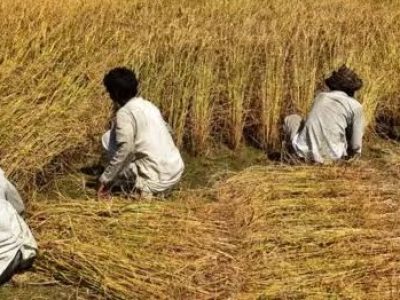 دھان کی فصل کی برداشت
