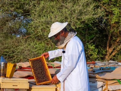 King Abdulaziz Reserve Initiates Beekeeping Permit Issuance Under New Regulations K