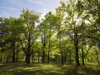 grove-summer_1398-333