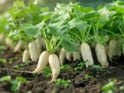 radish cultivation