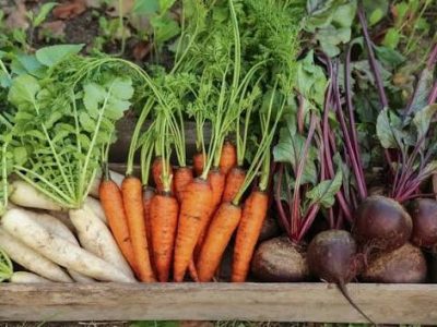 carrot, radish