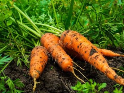carrot cultivation