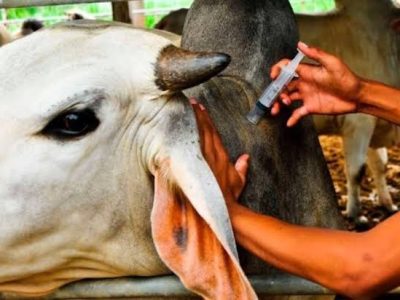 China's vaccine