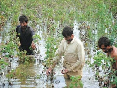 بارشوں کے دوران کپاس کی فصل کے تحفظ وبہتر نگہداشت سے متعلق ایڈوائزری جاری