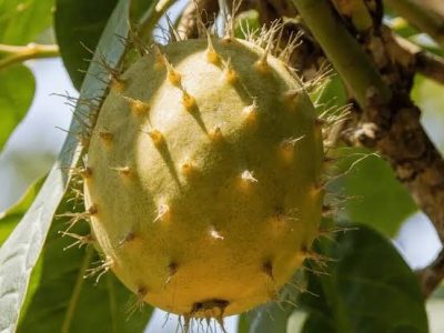 باغبان ماہ اگست کے دوران کھٹی کی پنیری لگانے کاعمل مکمل کرلیں ، محکمہ زراعت