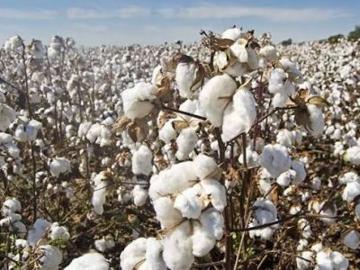 cotton