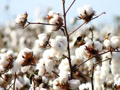 cotton