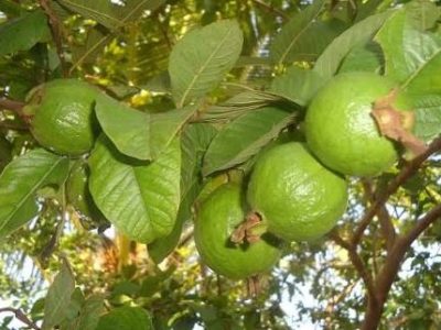 فیصل آباد، موسم برسات میں امرود کو پھل کی مکھی سے بچانے کےلئے پودوں کی مناسب دیکھ بھال کرنے کی ہدایت