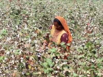 cotton