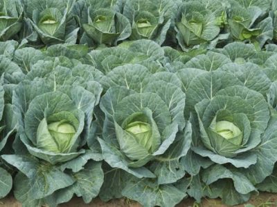 cabbage