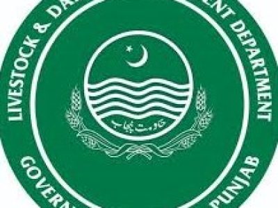 دیسی گائیوں اور غیر ملکی بیف بریڈ کے ملاپ سے زیادہ گوشت والے مخلوط جانور حاصل کئے جا سکتے ہیں،ڈاکٹر تنویر احمد