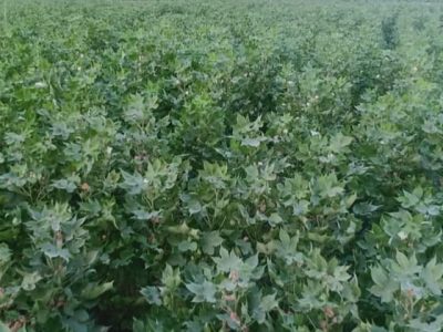 better care of cotton