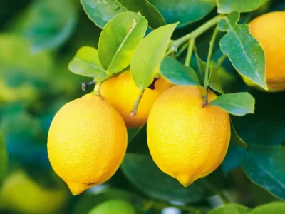 lemons-tree-1536x1024
