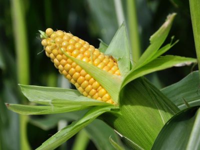 maize
