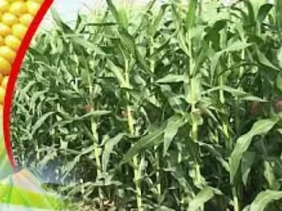 موسمی مکئی کی کاشت