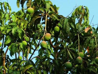 باغبان آم کے نئے پودے لگانے کیلئے 5.5 سے 7.5 تک کیمیائی تعامل کی حامل زمین کا انتخاب کریں، ماہرین اثمارکا مشورہ