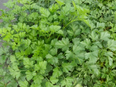 دھنیا کی بہترپیداوار