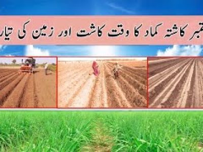 محکمہ زراعت نے ستمبر کاشتہ کماد بارے سفارشات جاری کر دیں