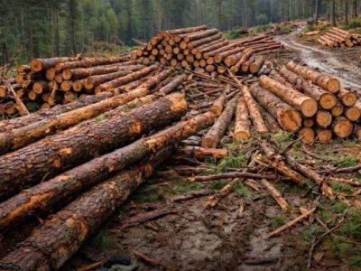 خیبر پختونخوا کے جنگلات کی بے دریغ کٹائی ،غیر قانونی ترسیل پر مقامی شہریوں کی تنقید