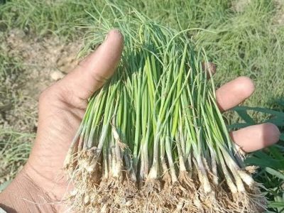 پیاز کی پنیری کی کھیتوں میں منتقلی