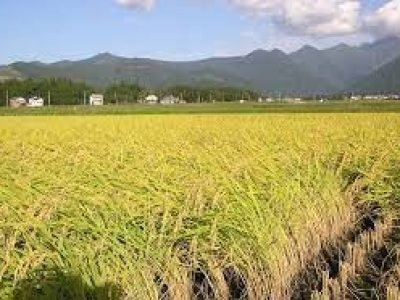 Harvesting paddy