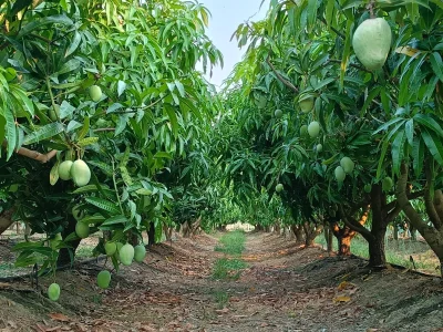 mango