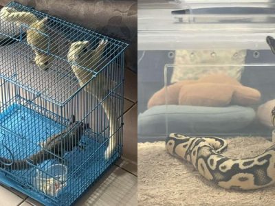 animals recovered