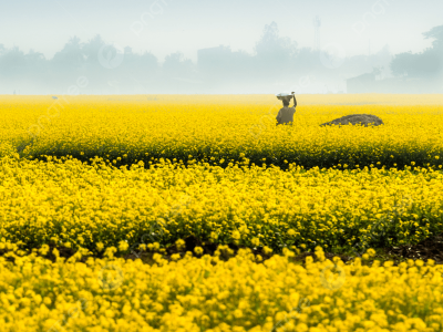 pngtree-mustard-field-in-rural-area-of-bangladesh-color-medicinal-organic-photo-picture-image_9093515