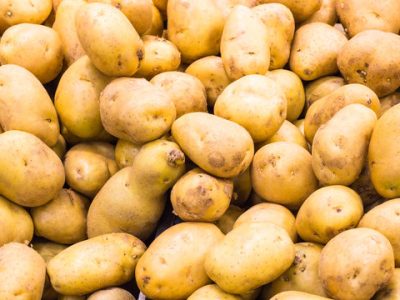 آلو کی موسم خزاں کی کاشت