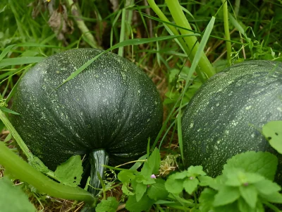 pumpkin_grown_from_seeds_-_grow_pumpkin_from_seeds_guide_in_pakistan_5f9e24a1-4c0d-44c1-b307-02752a9655b0