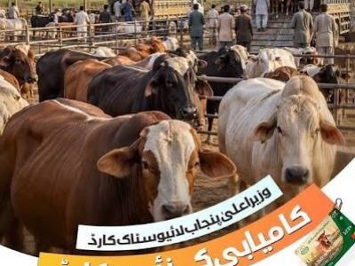 پنجاب میں لائیوسٹاک