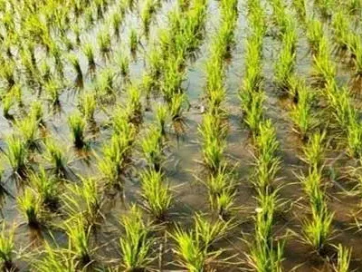 rice-varities