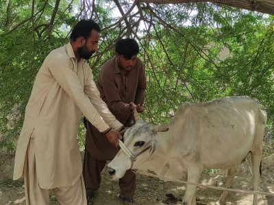 خیبر پختونخوا میں مویشیوں کی لمپی سکن اور دیگر بیماریوں کے خلاف ویکسی نیشن مہم