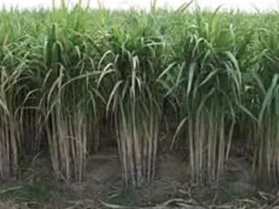 کماد کے کاشتکار