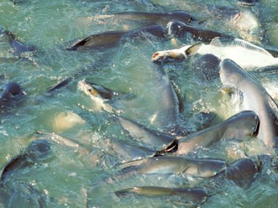 swai-fish