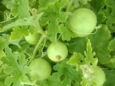 ٹینڈے کی پچھیتی کاشت
