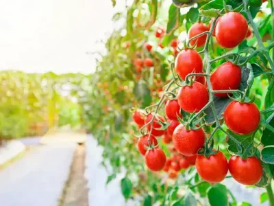 کاشتکار ٹماٹر کی منظور شدہ دیسی اقسام کی کاشت سے بہترین پیداوار حاصل کرسکتے ہیں،ڈائریکٹر محکمہ زراعت